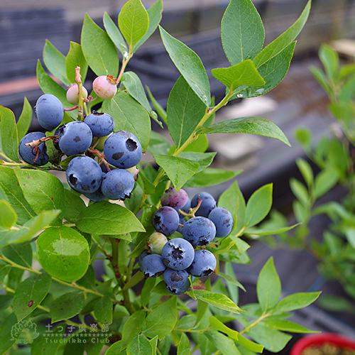 ブルーベリー 苗木 （ 3年生 ） 4.5号ポット苗 【 選べる品種 】 爆買