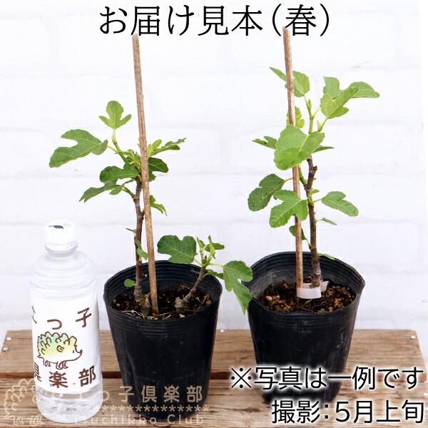 アウトレット イチジク 2年生 12cmポット苗（2個セット） : 花と緑の