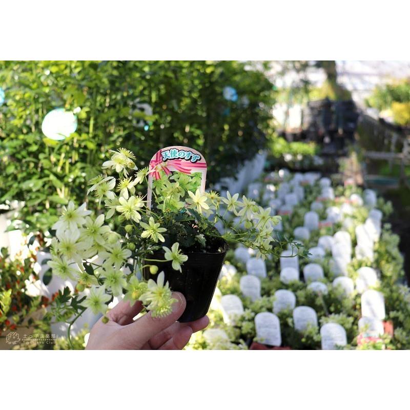 常緑クレマチス 『 ピクシー 』 オセアニア系・旧枝咲き 9cmポット苗