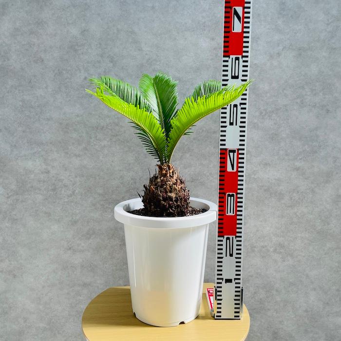 観葉植物 ソテツ 蘇鉄 8号鉢苗 大型種類 室内 庭木 記念樹 地植え