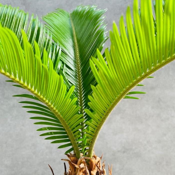 観葉植物 ソテツ 蘇鉄 8号鉢苗 大型種類 室内 庭木 記念樹 地植え