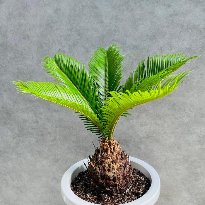 観葉植物 ソテツ 蘇鉄 8号鉢苗 大型種類 室内 庭木 記念樹 地植え