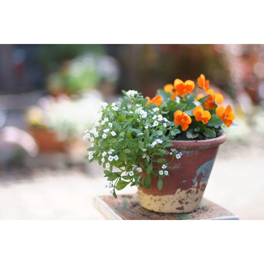 ニコン（Nikon） 一眼レフカメラ 初心者 中古 一眼レフ Nikon FE2