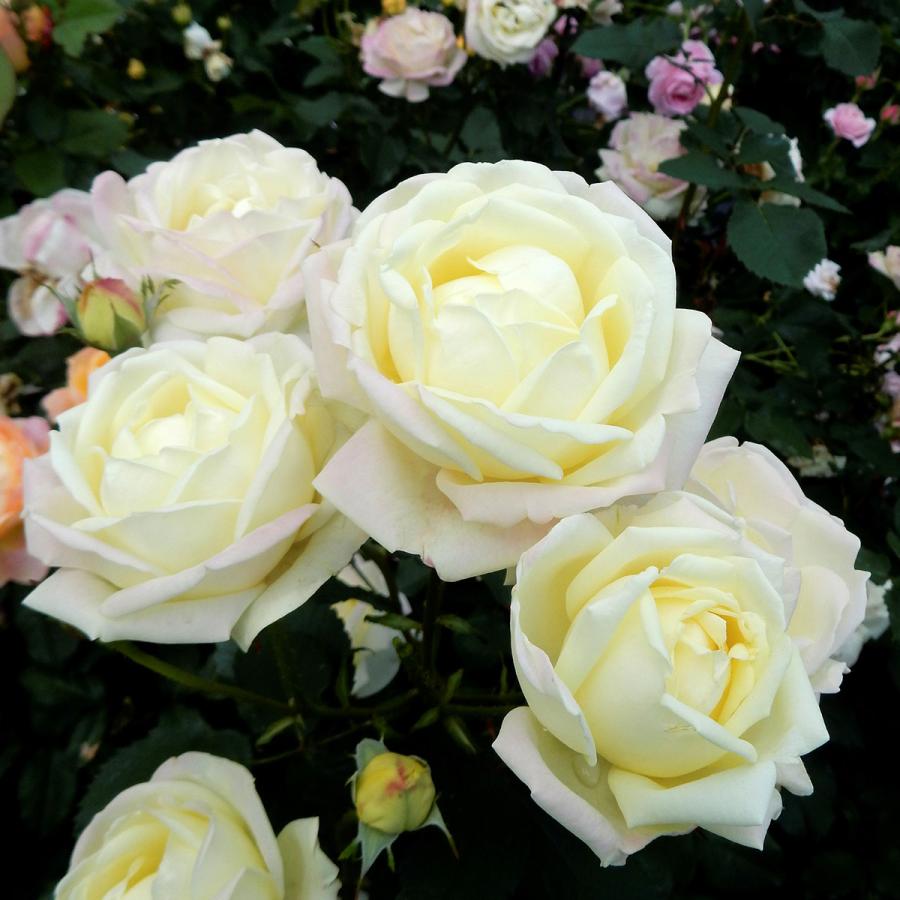 レアバラ苗 クリームイェロー 入手困難な8号鉢大苗 四季咲き レアバラ