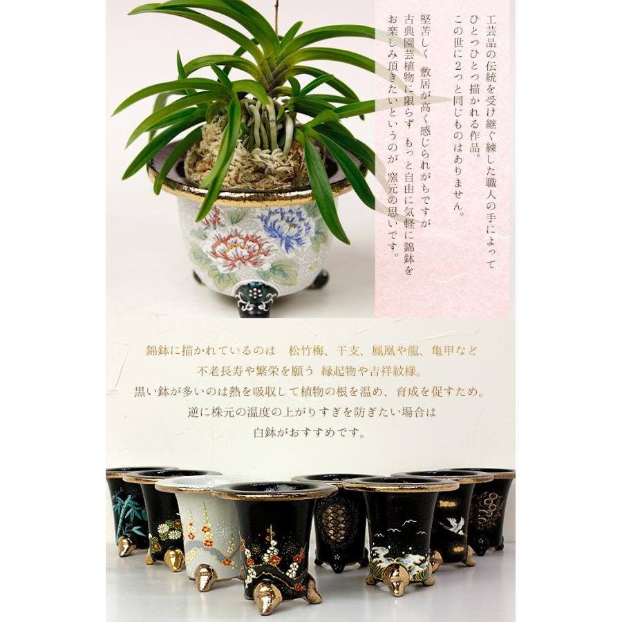 ◇京楽焼窯元「愛楽園」直送◇『万年青鉢（おもと鉢） 黒唐草』 3.0号