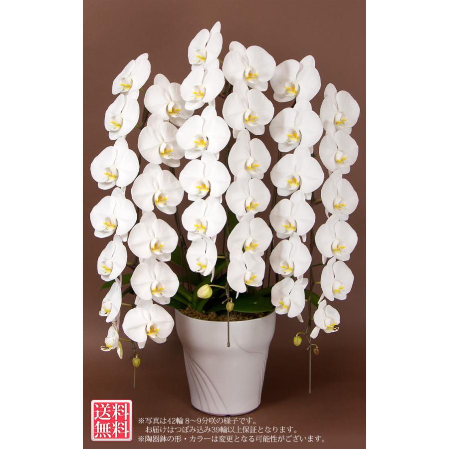 胡蝶蘭 大輪3本立ち 蕾含む39輪以上 お祝い 開店祝い 開業祝い 移転