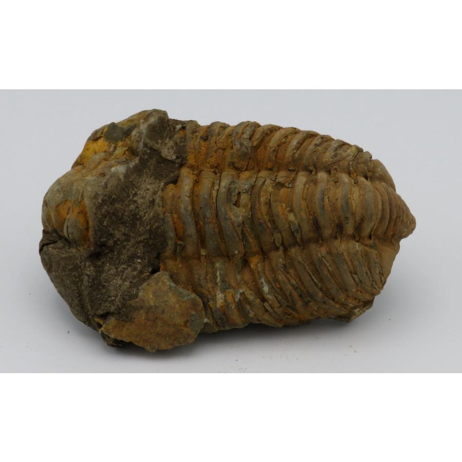 三葉虫化石 カリメネ E : Raptors - 通販 - Yahoo!ショッピング