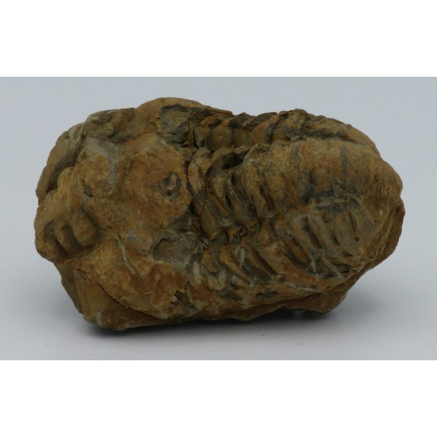 三葉虫化石 カリメネ A : Raptors - 通販 - Yahoo!ショッピング