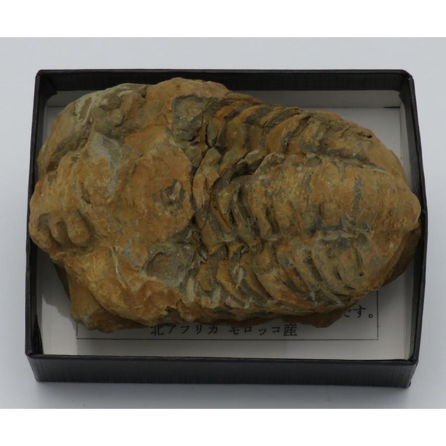 三葉虫化石 カリメネ A : Raptors - 通販 - Yahoo!ショッピング