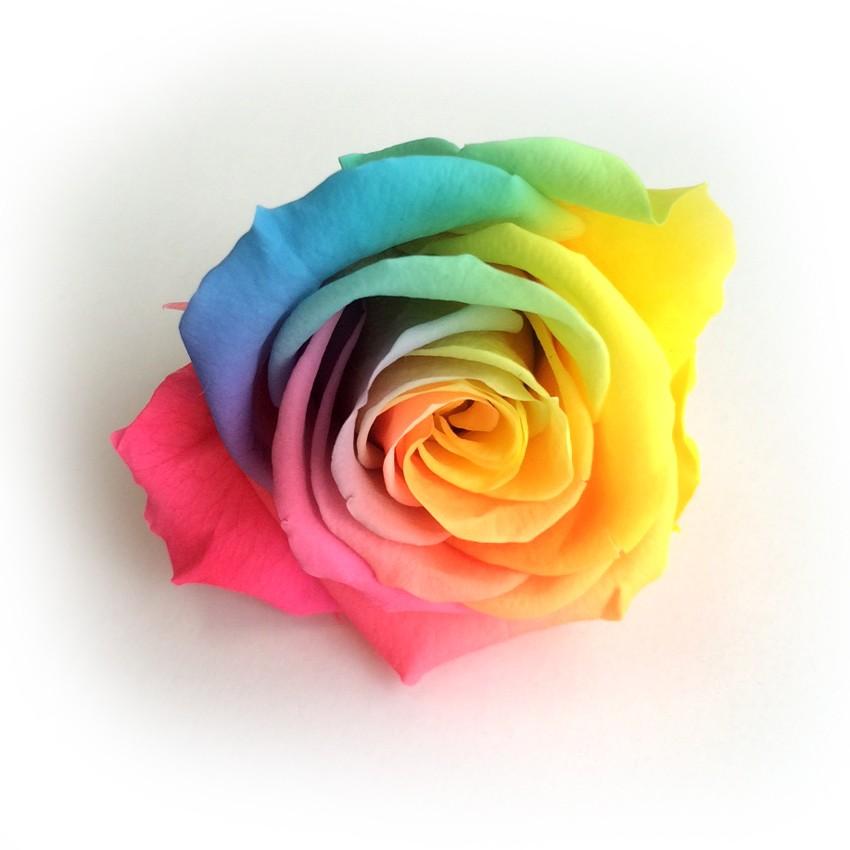 レインボーローズ 1輪 プリザーブドフラワー 単品 ローズ 花材 ハー