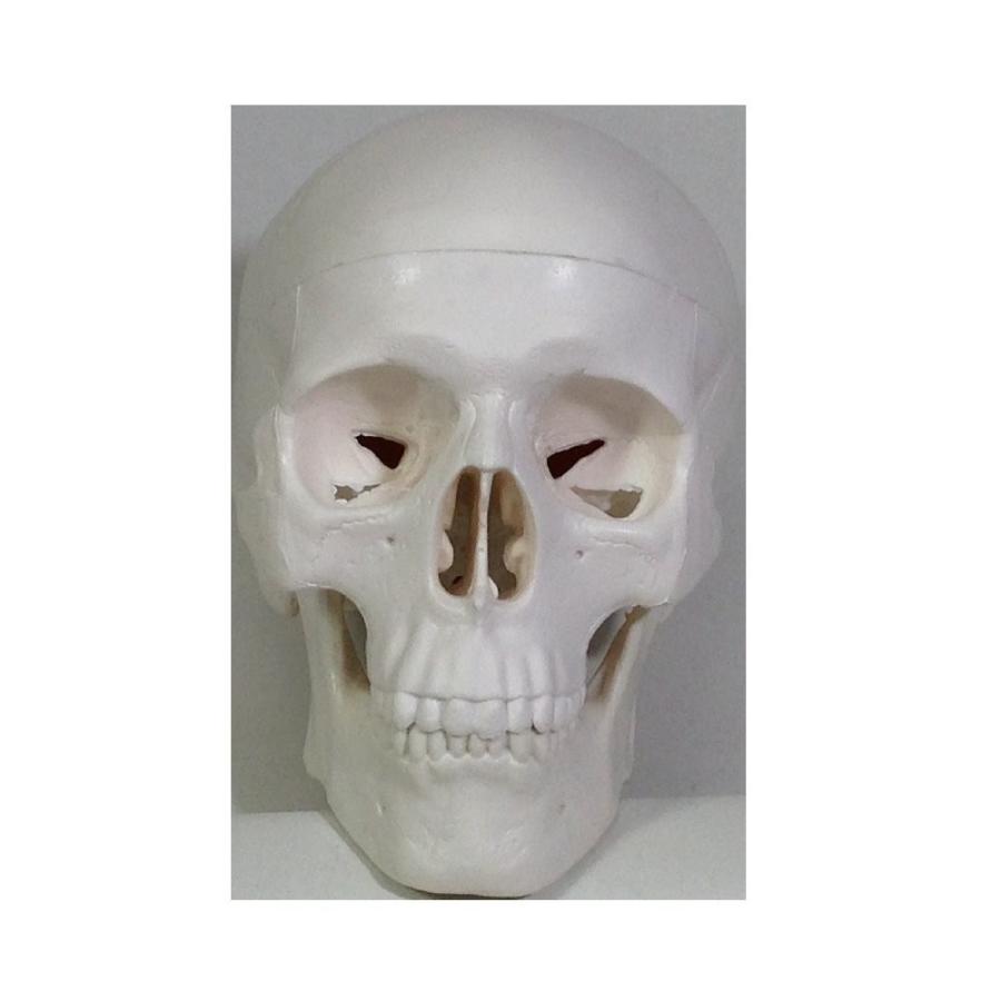 骸骨 模型 インテリア ミニ 頭蓋骨 どくろ スカル ガイコツ 骨
