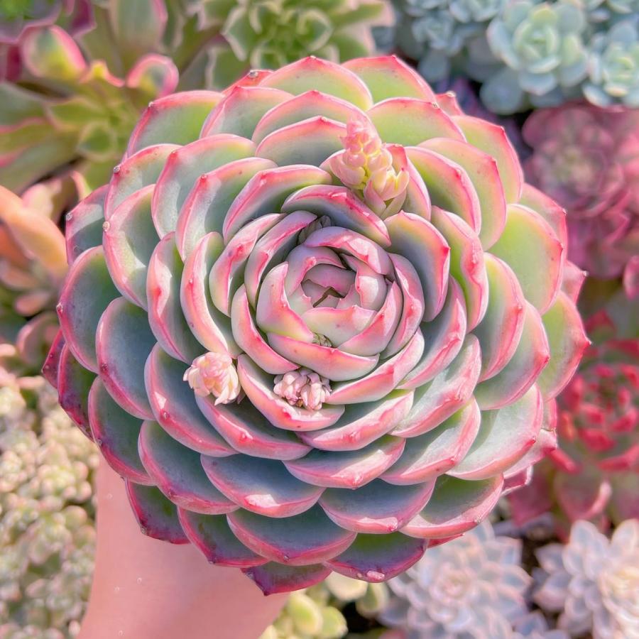 多肉植物 シルエット 12cm特大苗 新入荷 るる農園 : るる農園 - 通販