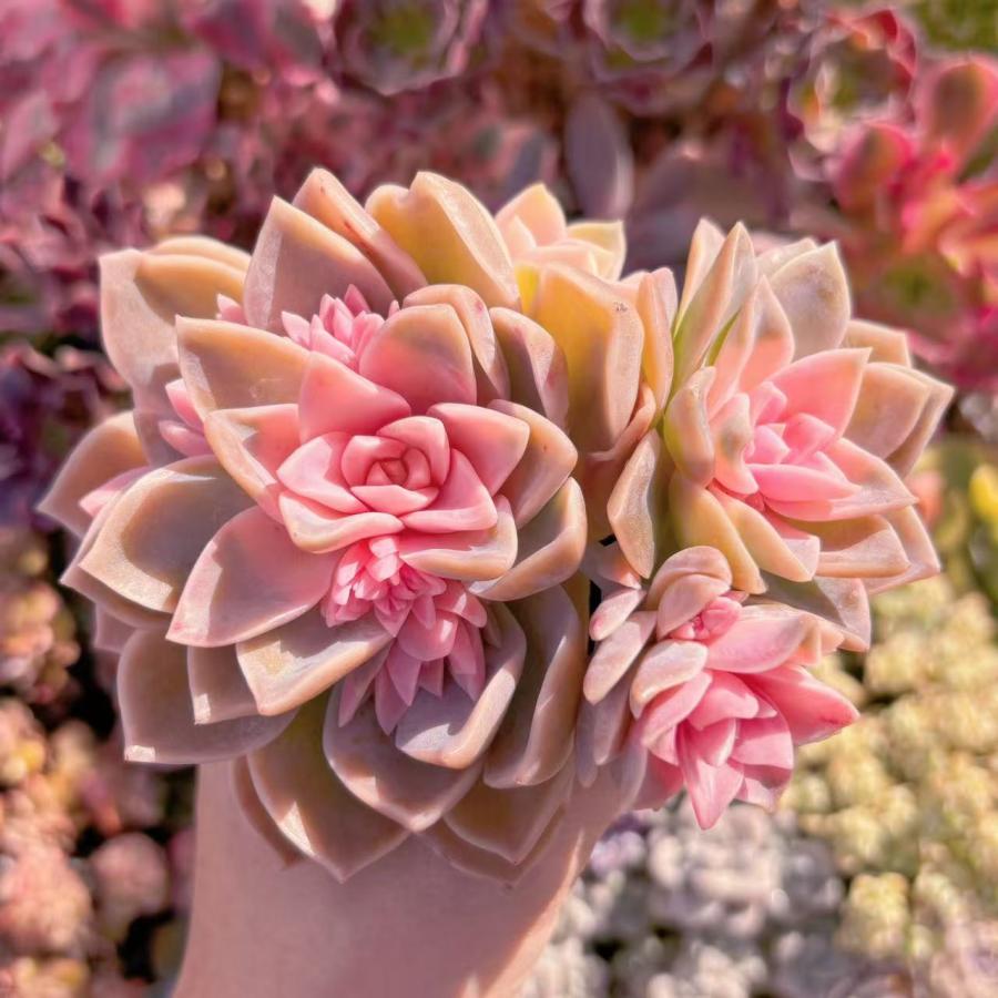 多肉植物 ラブリーローズx白牡丹錦 群生 るる農園 : るる農園 - 通販