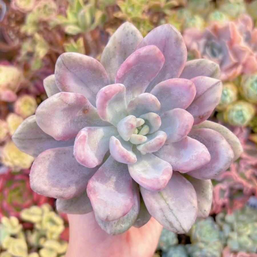 多肉植物 オパリナ錦 新入荷 るる農園 : るる農園 - 通販 - Yahoo