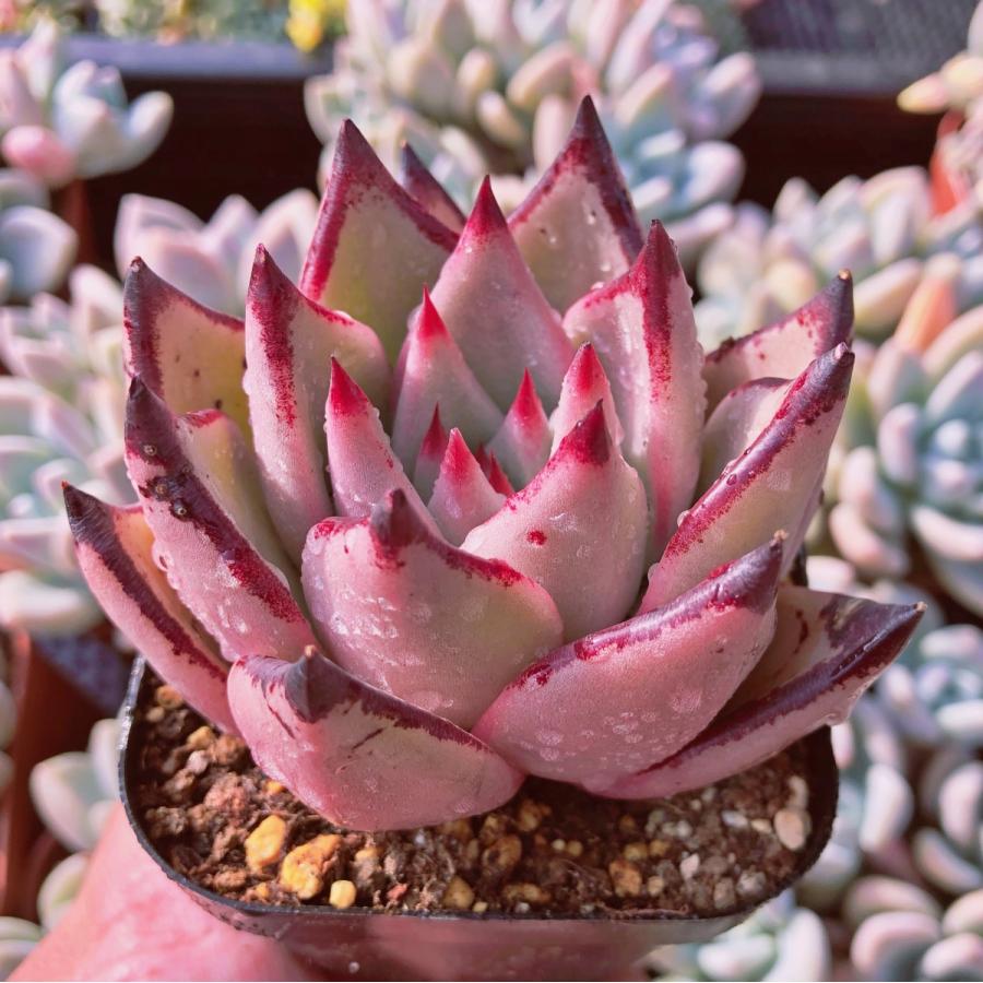 多肉植物 ロメオ 大苗 るる農園 : るる農園 - 通販 - Yahoo!ショッピング