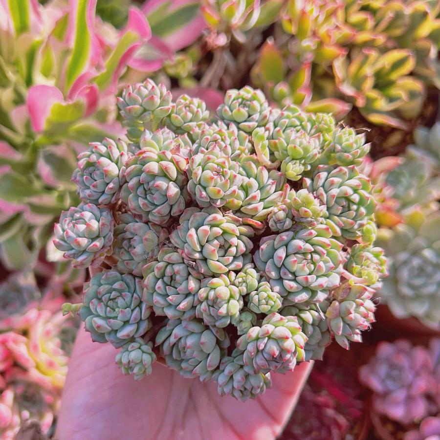 多肉植物 グロブローサxブルーミニマ 大群生 8頭以上 るる農園 : るる