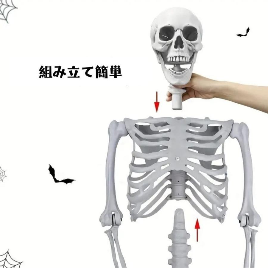 置物 オブジェ 骸骨 ガイコツ ドクロ スケルトン 全身 標本 等身大