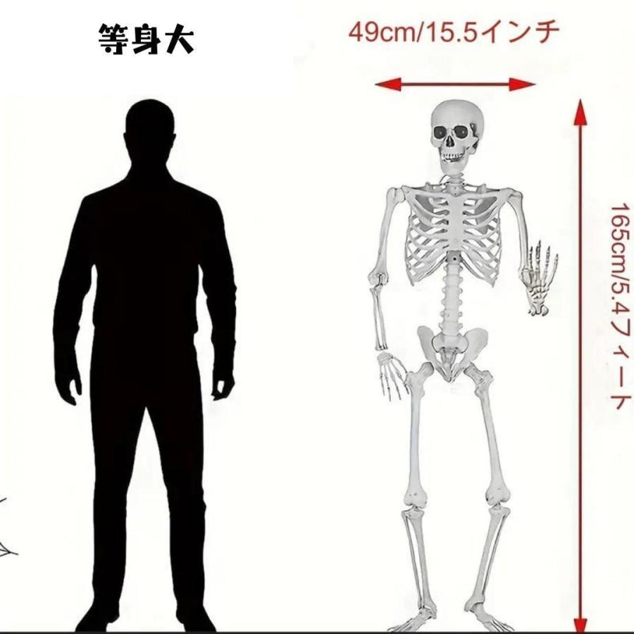 置物 オブジェ 骸骨 ガイコツ ドクロ スケルトン 全身 標本 等身大