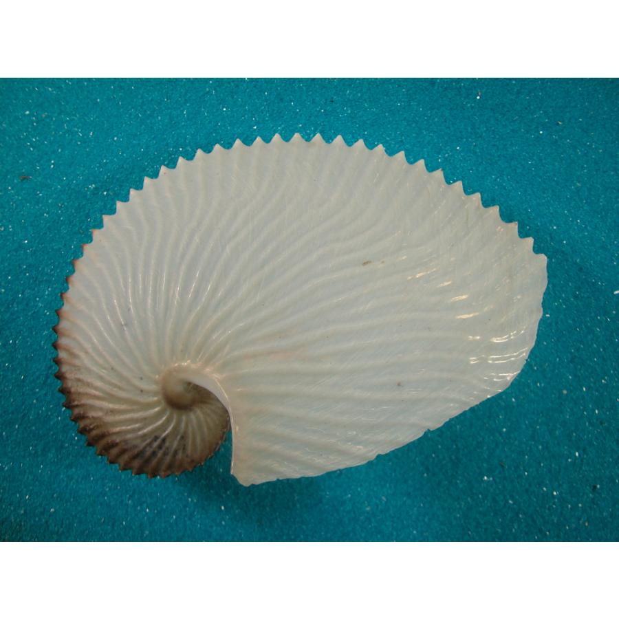 アオイガイ : 貝殻ストア - 通販 - Yahoo!ショッピング