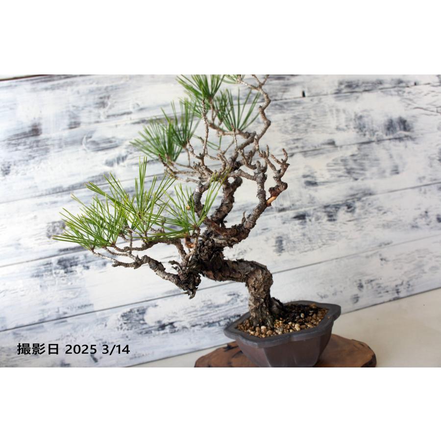 盆栽 『赤松』 和風 インテリア 松 春 園芸 ガーデニング オブジェ