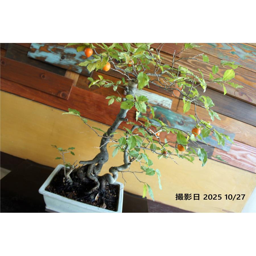 盆栽 『次郎柿』 ジロウガキ 実 和風 インテリア 園芸 花 ガーデニング