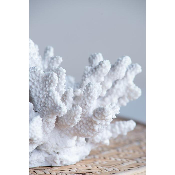 珊瑚オブジェ ホワイト 珊瑚 サンゴ Coral White インテリア オブジェ