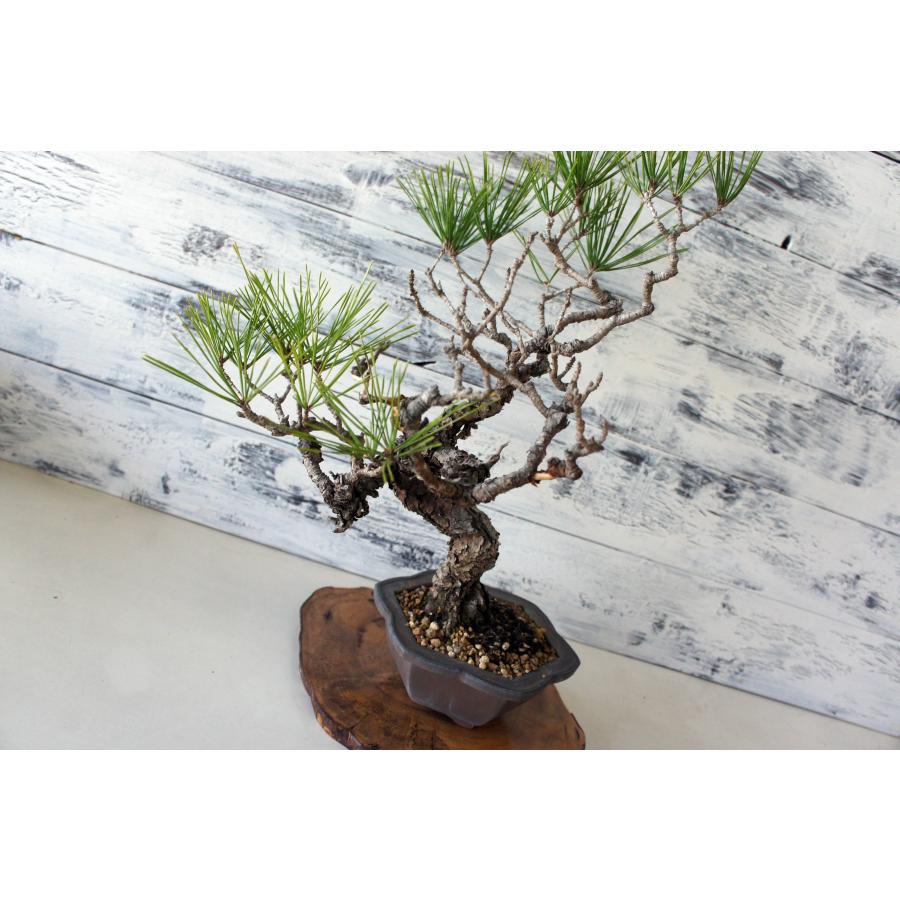 盆栽 『赤松』 和風 インテリア 松 春 園芸 ガーデニング オブジェ