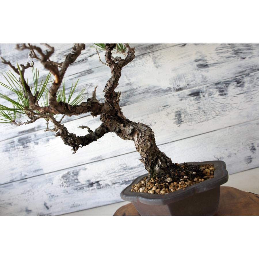 盆栽 『赤松』 和風 インテリア 松 春 園芸 ガーデニング オブジェ