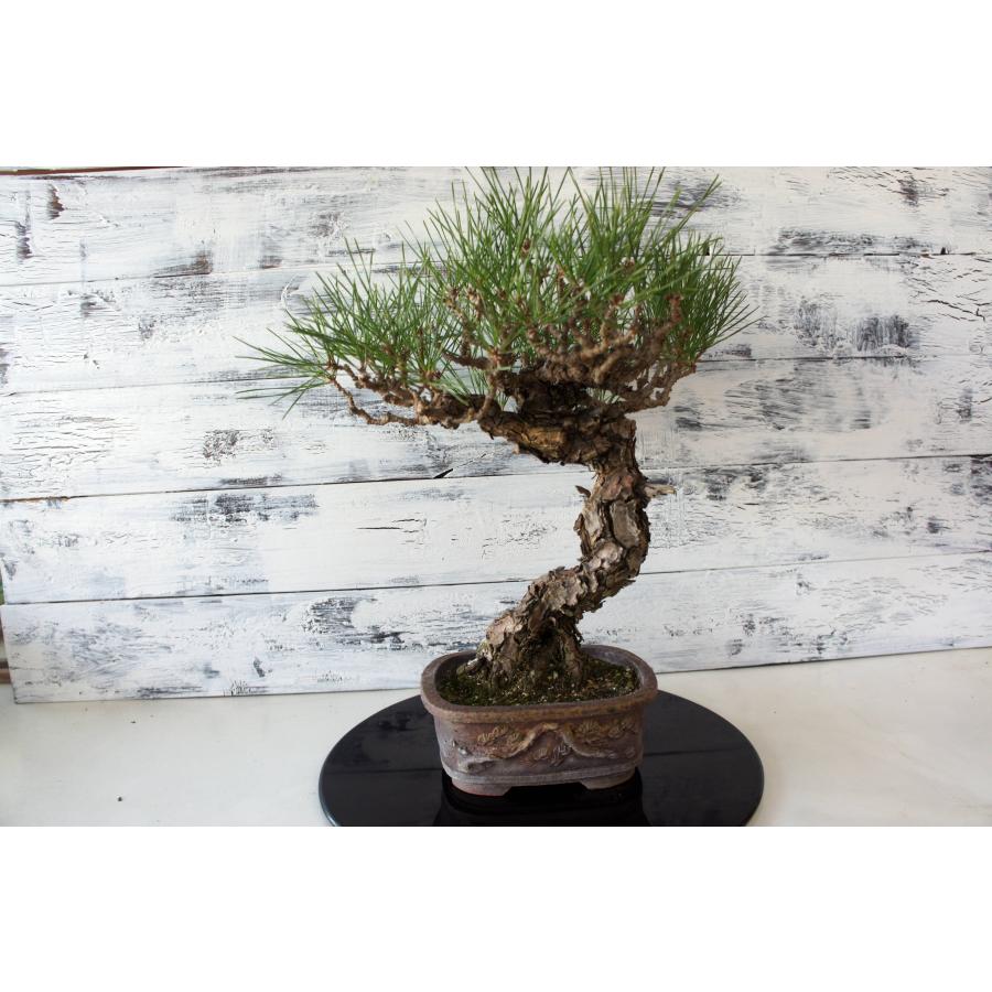盆栽 『黒松』 和風 インテリア おしゃれ 雑貨 オブジェ 園芸 観葉植物