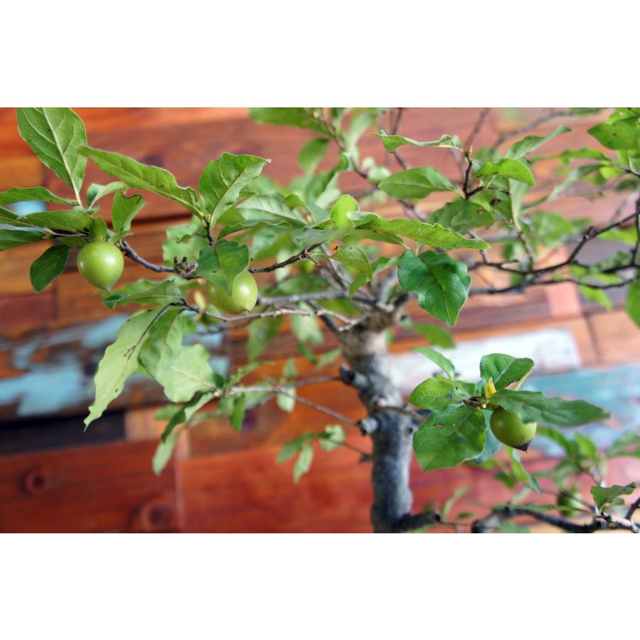 盆栽 『次郎柿』 ジロウガキ 実 和風 インテリア 園芸 花 ガーデニング