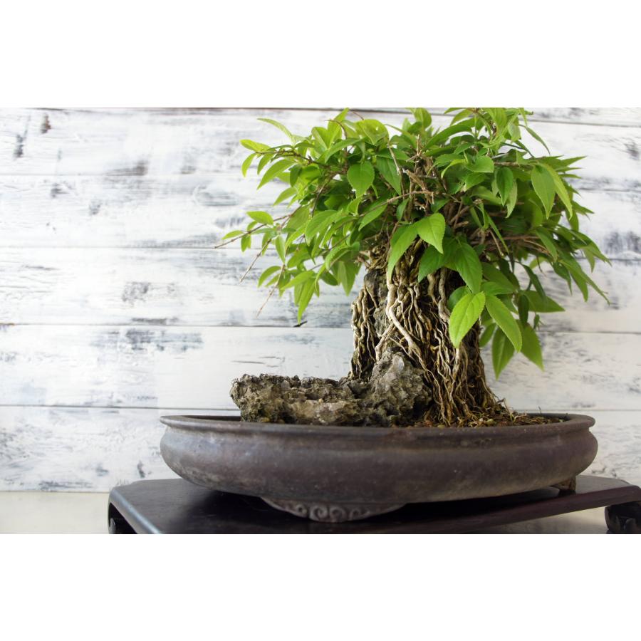 盆栽 『卯木（ウツギ） 石付き』 和風 インテリア 石 花 春 園芸