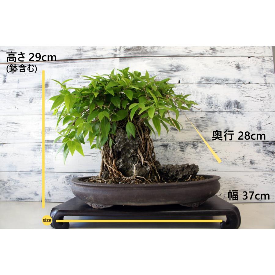 盆栽 『卯木（ウツギ） 石付き』 和風 インテリア 石 花 春 園芸