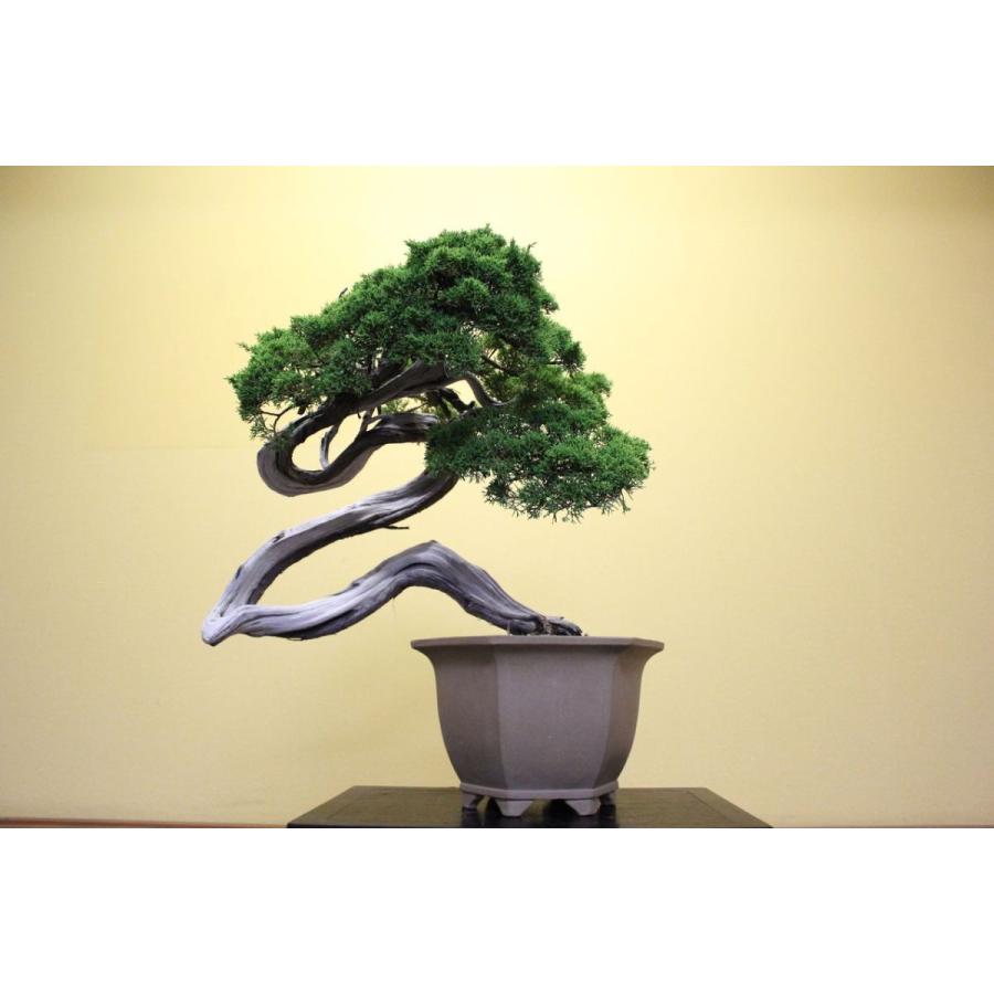 糸魚川真柏 : 盆栽ショップ わびさび Yahoo!店 - 通販 - Yahoo