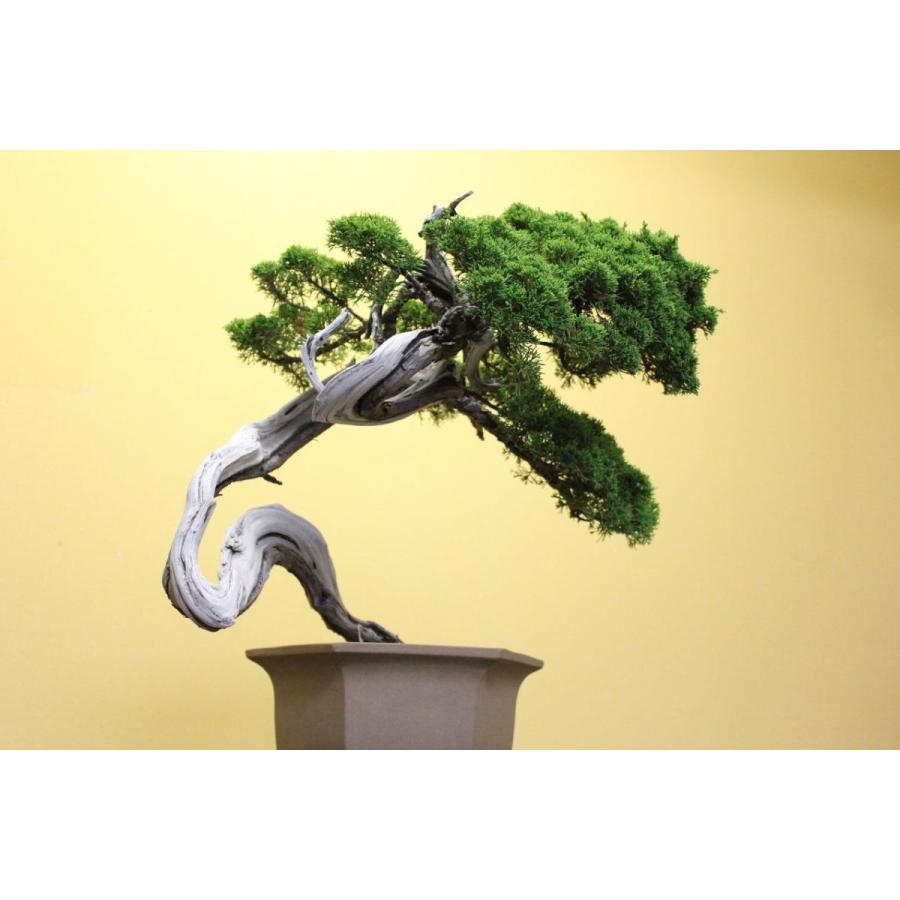 糸魚川真柏 : 盆栽ショップ わびさび Yahoo!店 - 通販 - Yahoo