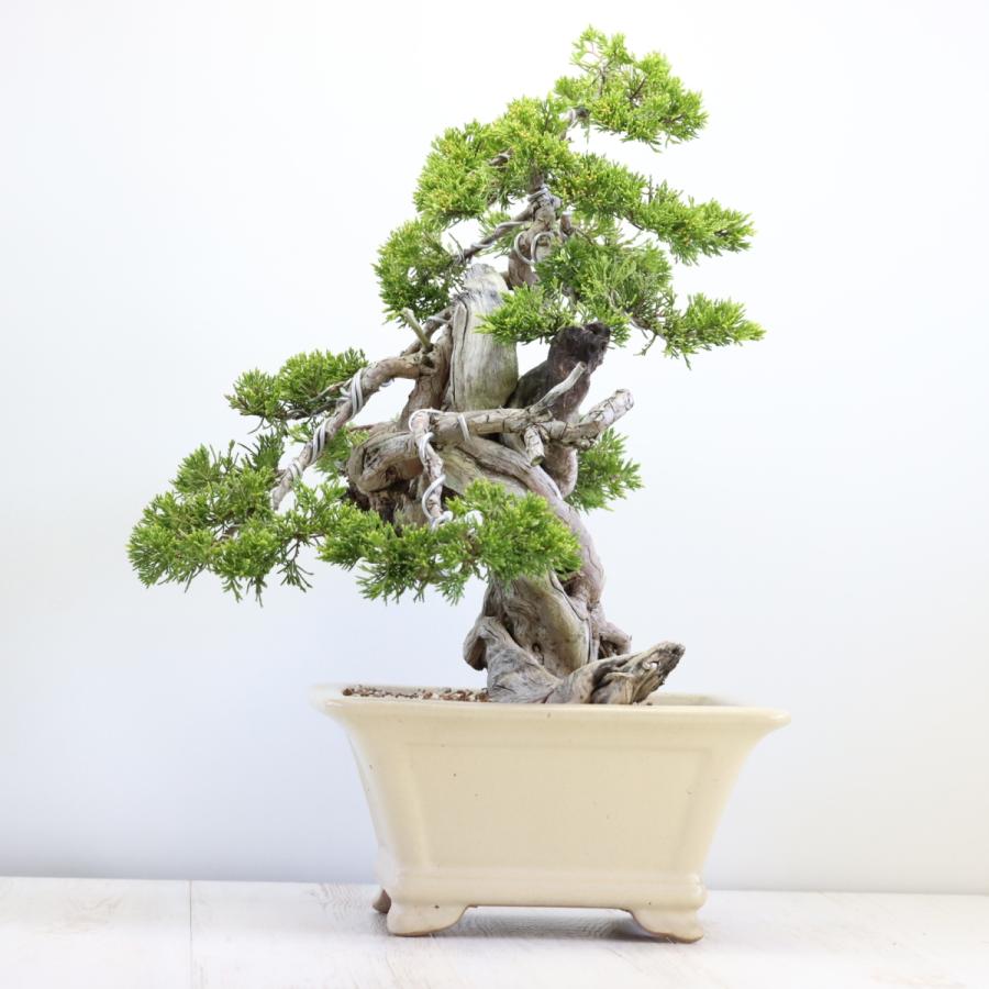 大品盆栽：極上糸魚川真柏 現品 しんぱく シンパク Shinpaku 送料無料