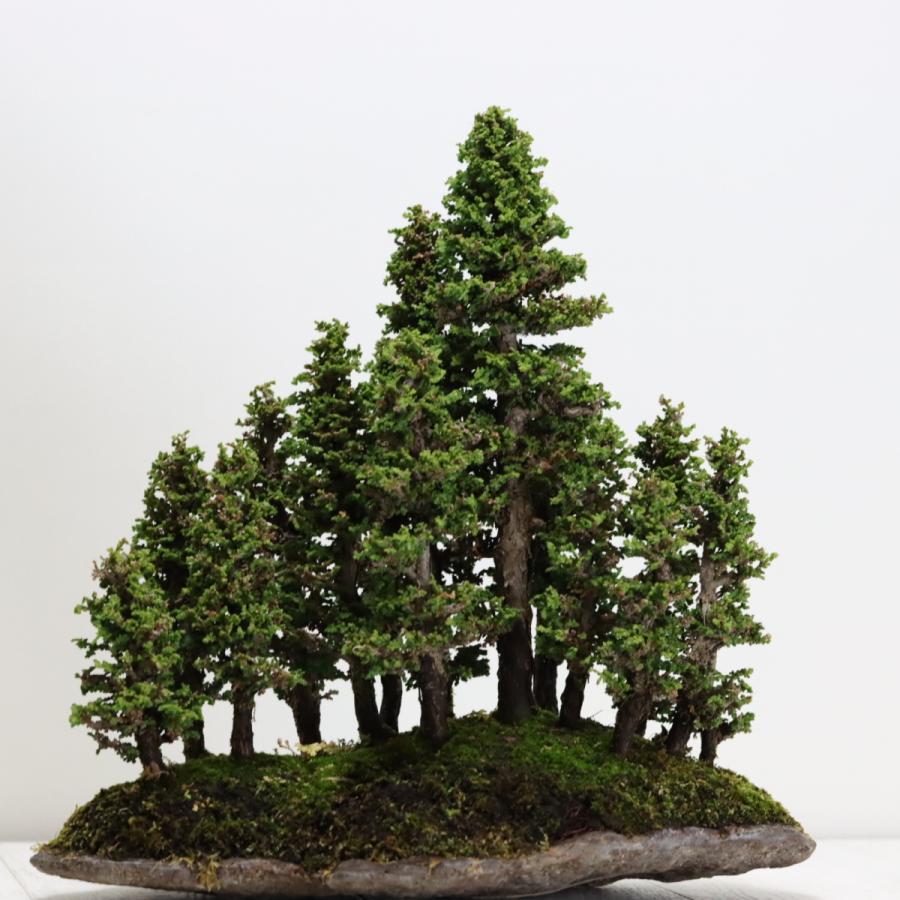 石化檜寄せ植え せっかひのき 中品盆栽 寄植え盆栽 現品 : 盆栽