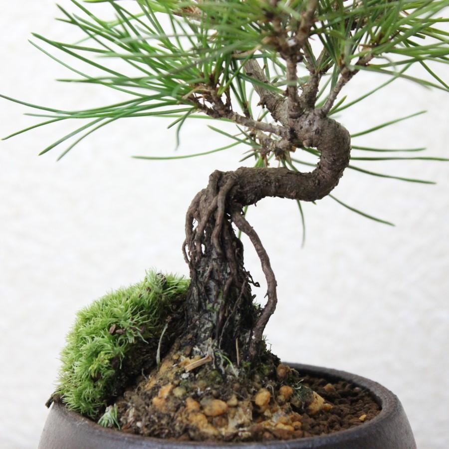 黒松 小品盆栽 送料無料 bonsai : 盆栽ショップ わびさび Yahoo!店