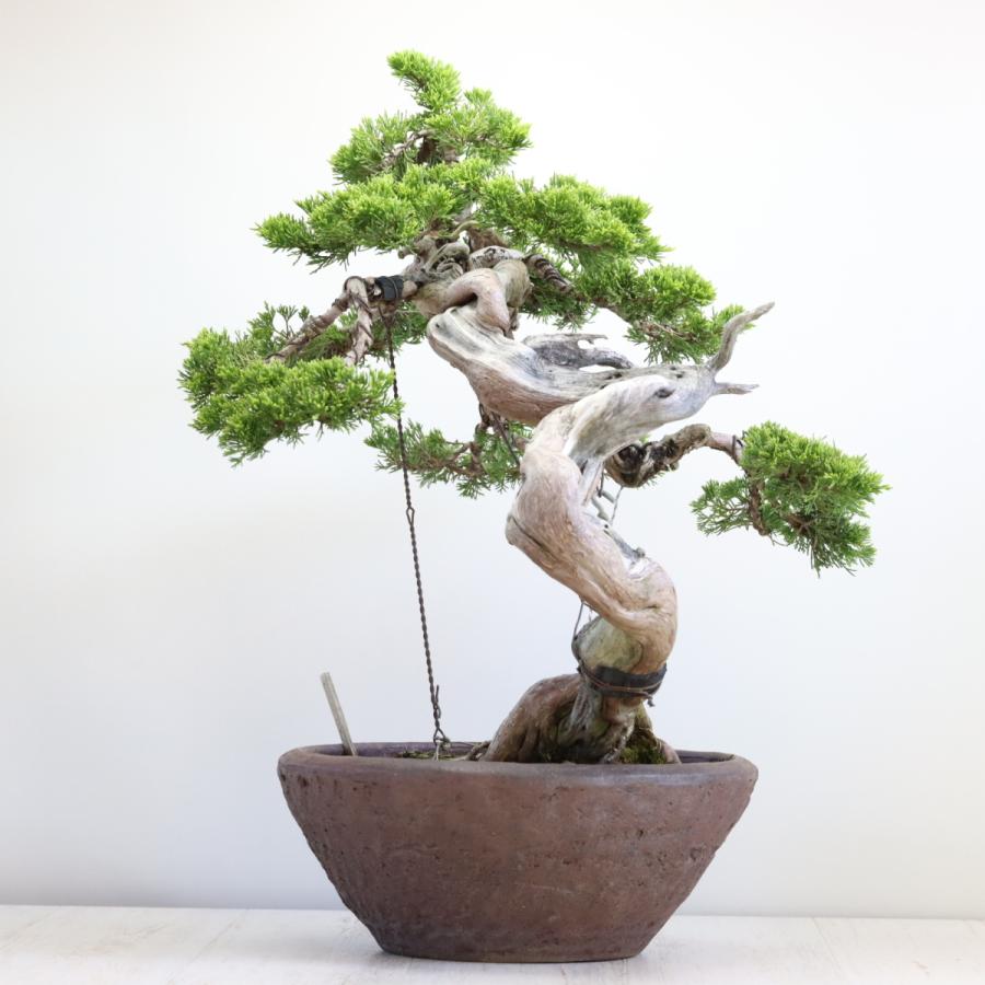 大品盆栽：極上糸魚川真柏 現品 しんぱく シンパク Shinpaku 送料無料