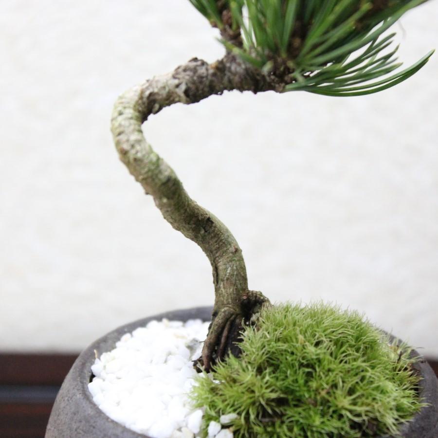 銀性八房 五葉松 ごようまつ bonsai 小品盆栽 : 盆栽ショップ わびさび