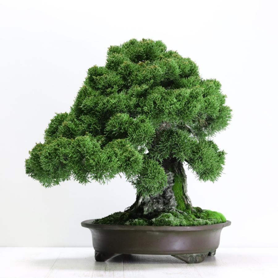 大品盆栽：極上糸魚川真柏石付き 現品 しんぱく シンパク Shinpaku