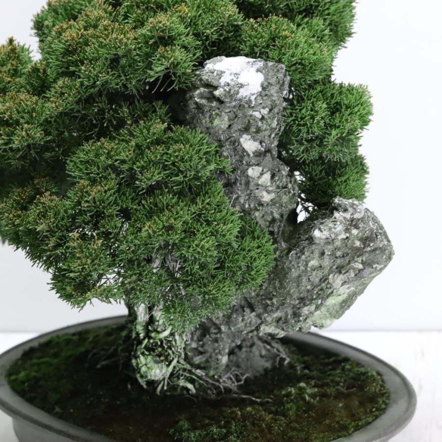大品盆栽：極上糸魚川真柏石付き 現品 しんぱく シンパク Shinpaku