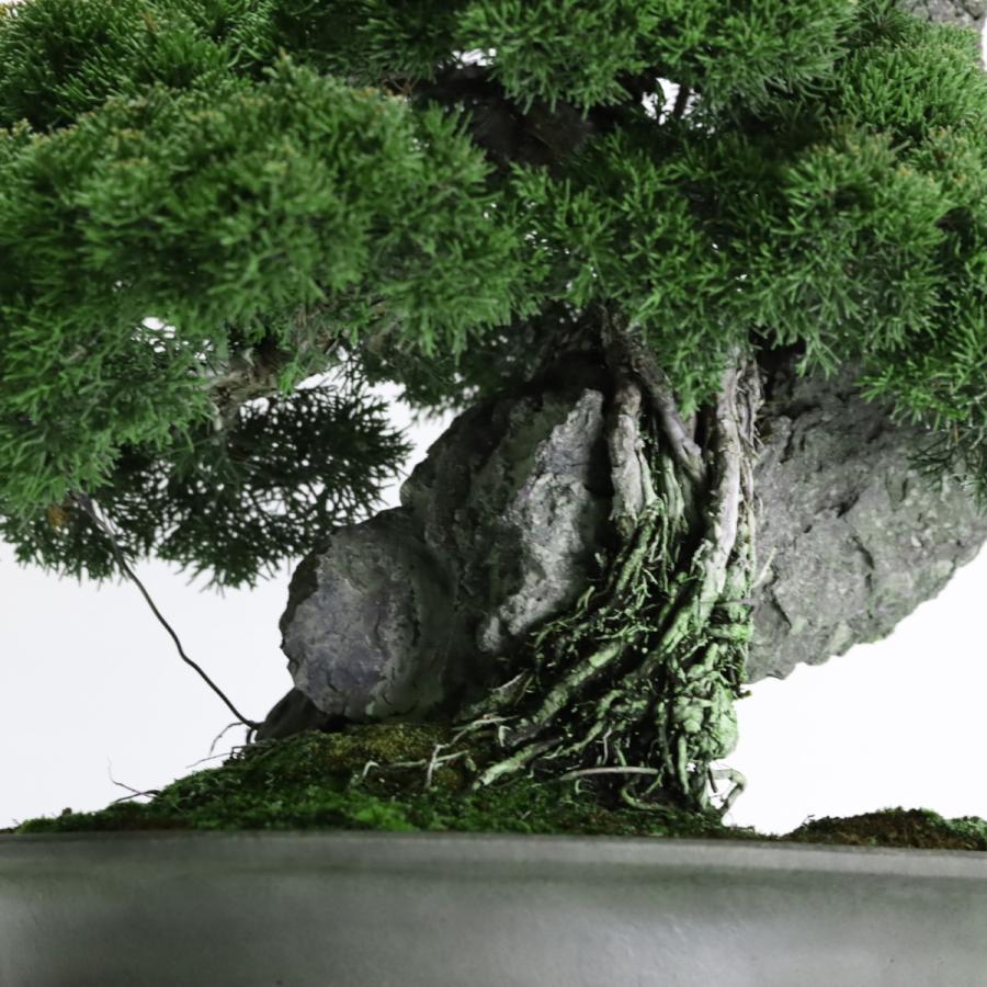 大品盆栽：極上糸魚川真柏石付き 現品 しんぱく シンパク Shinpaku