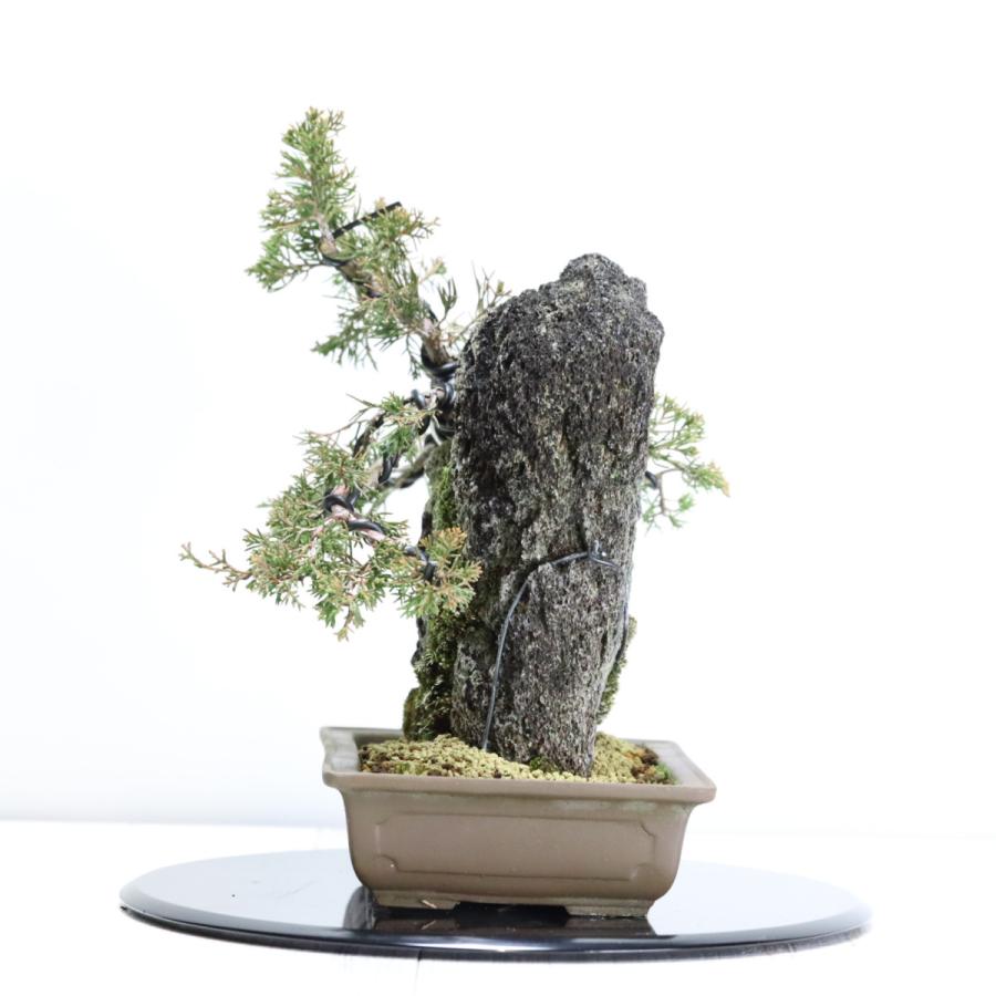 特選真柏の石付き盆栽 ジンシャリが見事な貴風盆栽 ギフト 盆栽 開店