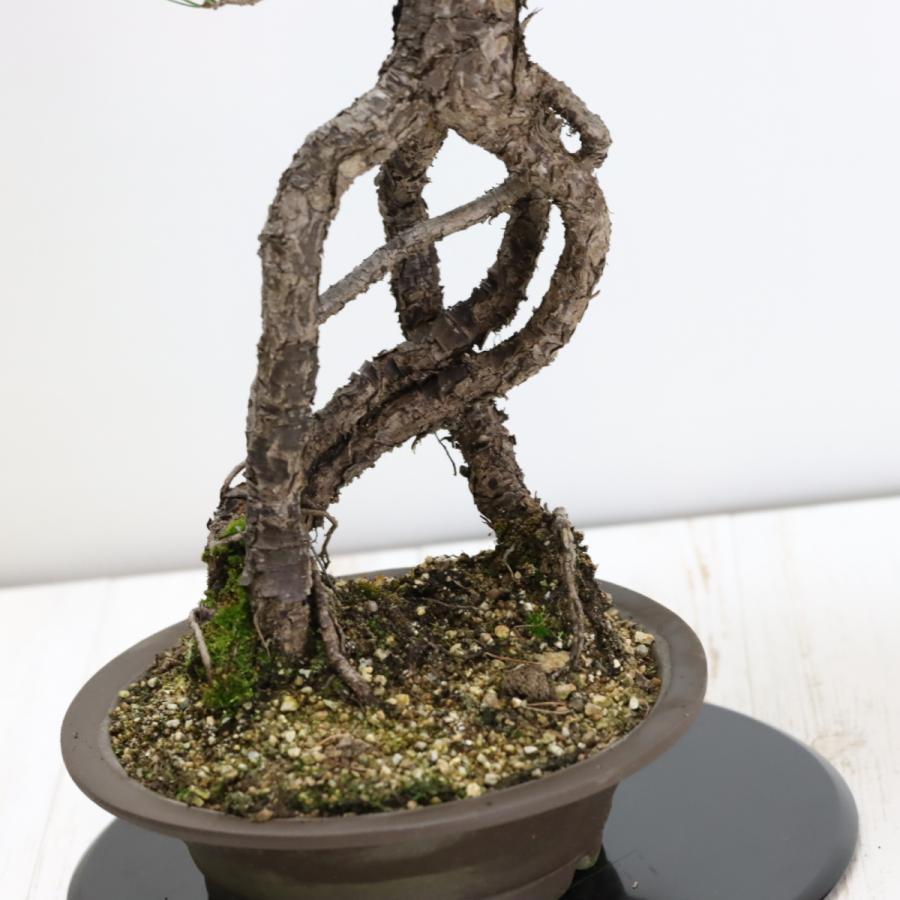 根上りの五葉松盆栽 送料無料 樹齢数百年のような趣を感じさせる根上