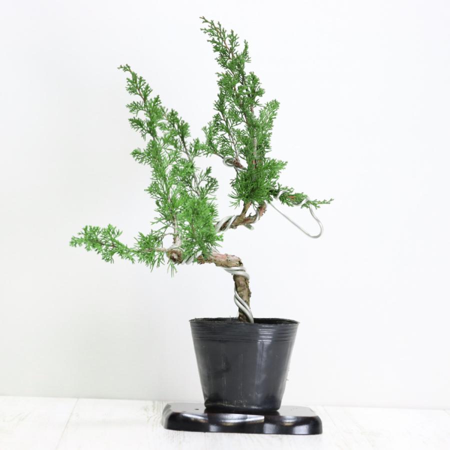 盆栽 糸魚川真柏盆栽 貴風盆栽 小品盆栽 中品盆栽 素材ミニ盆栽 bonsai