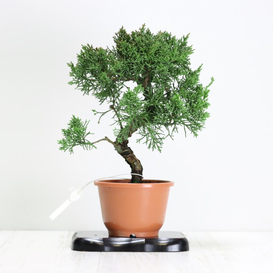 盆栽 紀州真柏盆栽 極太幹 貴風盆栽 小品盆栽 中品盆栽 素材ミニ盆栽