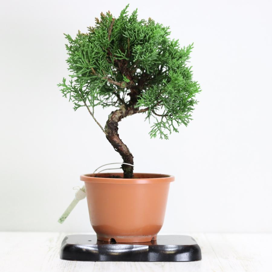 盆栽 紀州真柏盆栽 極太幹 貴風盆栽 小品盆栽 中品盆栽 素材ミニ盆栽