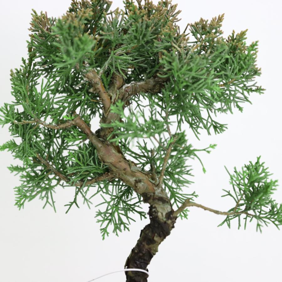 盆栽 紀州真柏盆栽 極太幹 貴風盆栽 小品盆栽 中品盆栽 素材ミニ盆栽