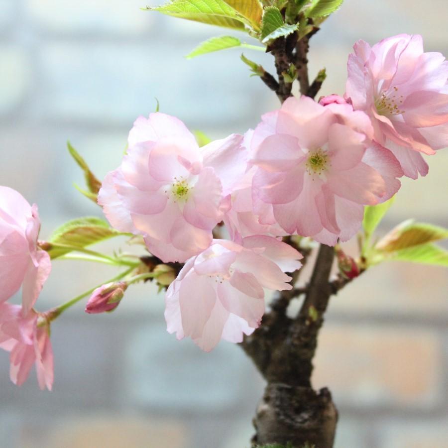 旭山桜(一才桜) 盆栽 bonsai 送料無料 * (2026年開花予定) : 盆栽