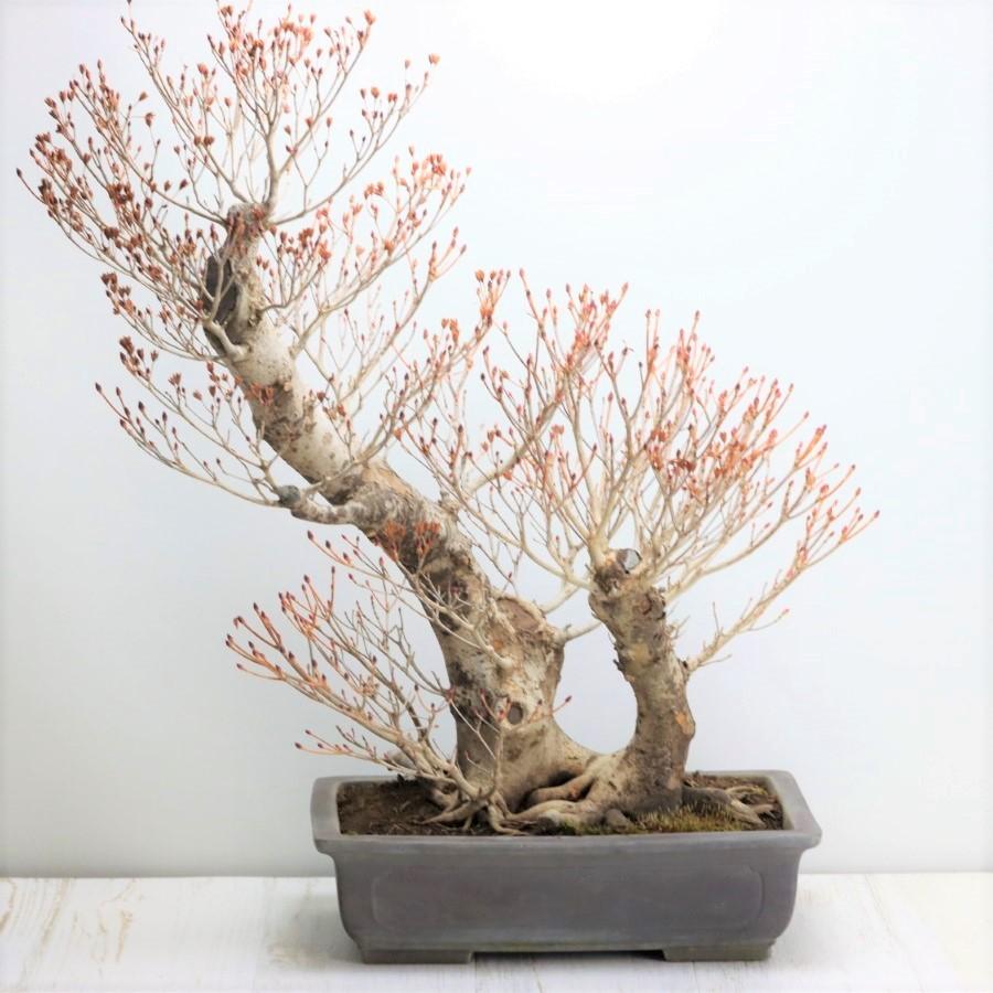 盆栽 ツクモドウダンツツジ 圧巻の極太幹 現品 送料無料 : 盆栽